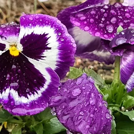 Pensionat Infinity Sky Varna