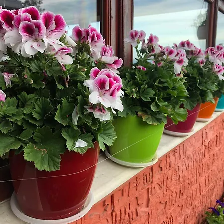 Pensionat Infinity Sky Varna