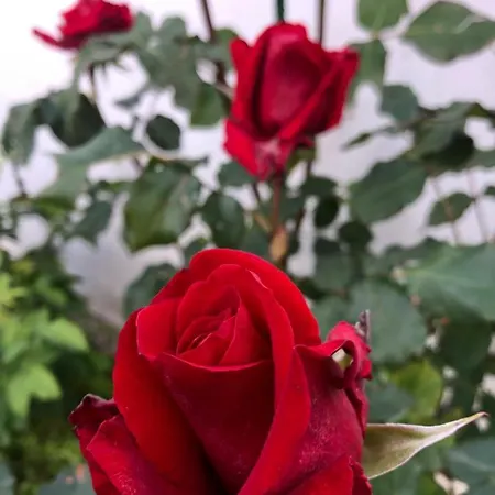 Infinity Sky * Varna