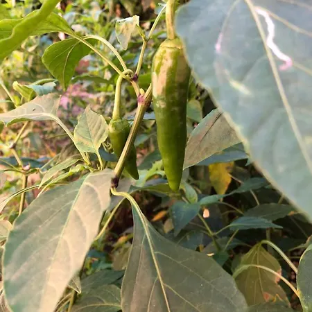 Infinity Sky * Varna