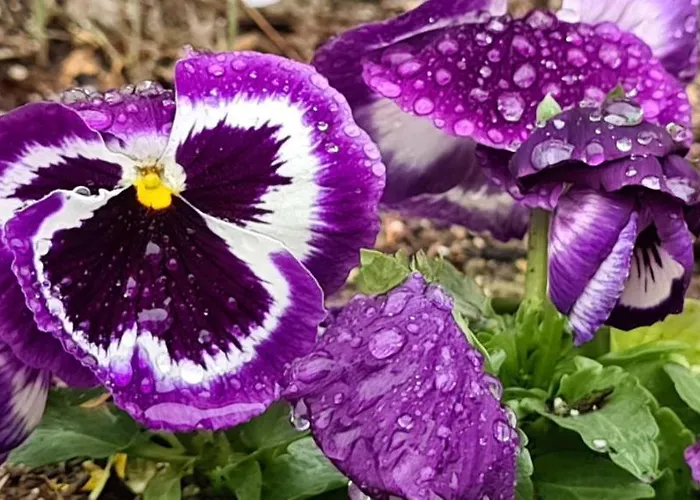 Affittacamere Infinity Sky Varna