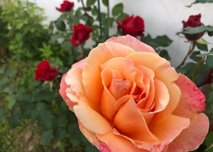 Infinity Sky Affittacamere *