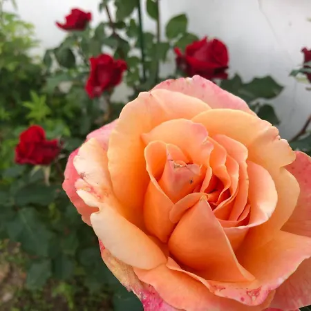 Infinity Sky Maison d'hôtes *