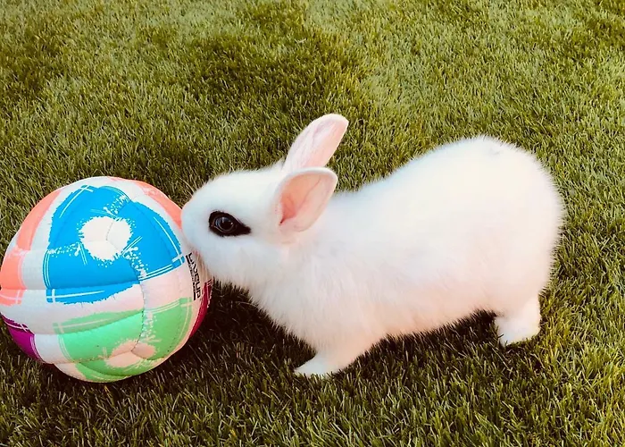 Infinity Sky Gasthuis Varna