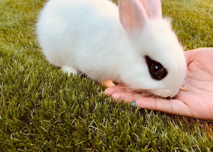 Gasthuis Infinity Sky *