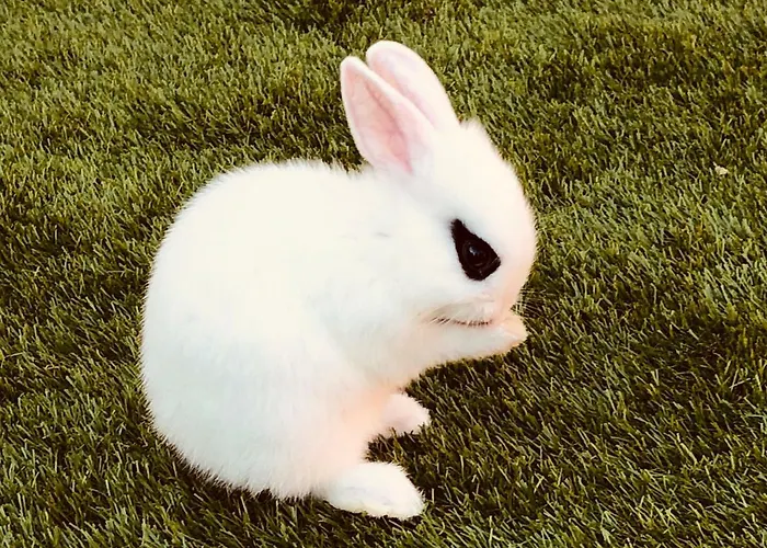 Gasthuis Infinity Sky Varna