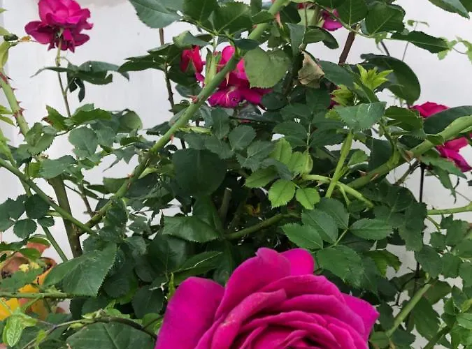 Infinity Sky Konukevi