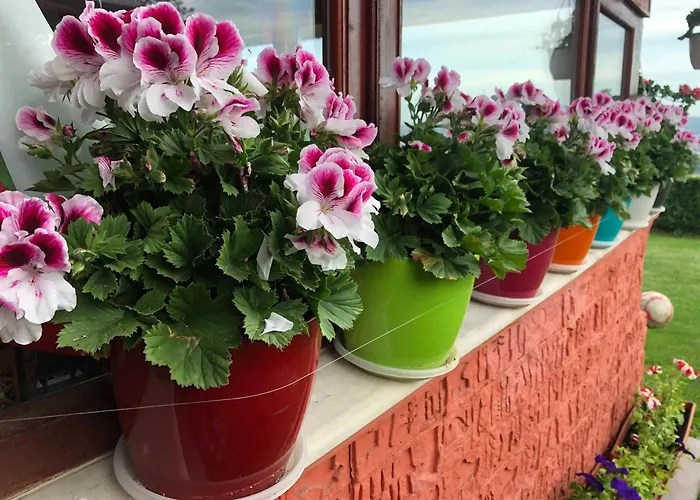 Гостевой дом Infinity Sky Варна